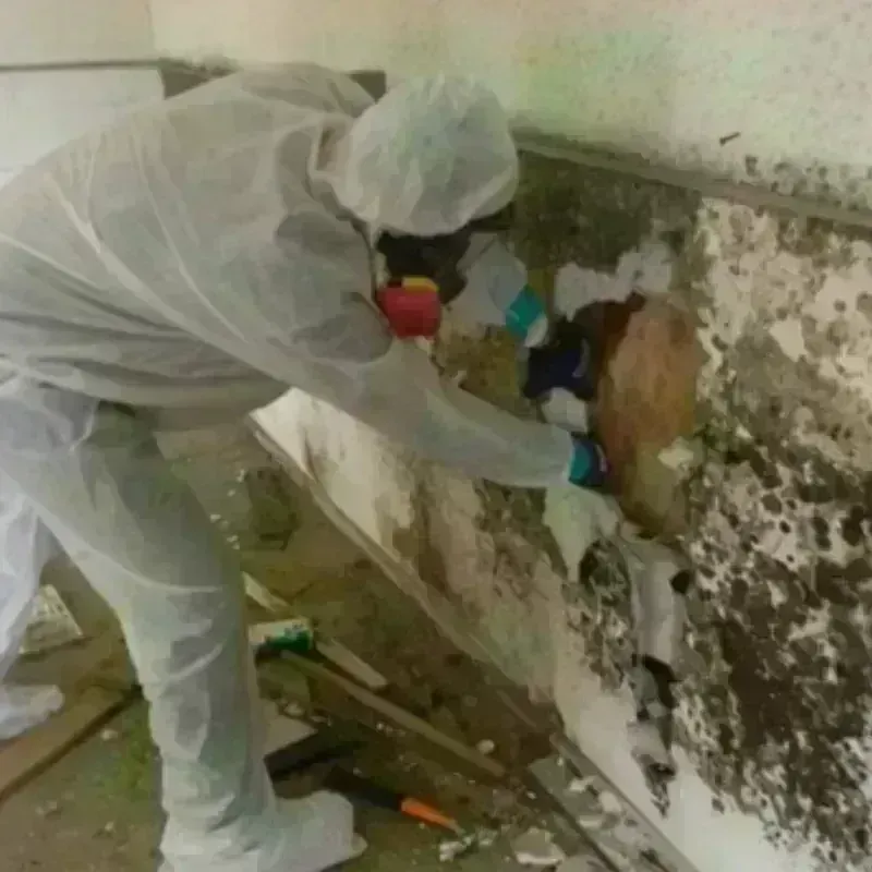 Mold Remediation and Removal in Oak Grove, TN